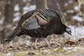 Meleagris gallopavo