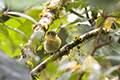Empidonax flavescens