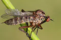 Empis borealis