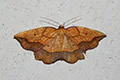 Epione repandaria