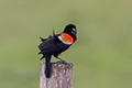 Agelaius phoeniceus