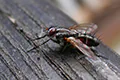 Eriothrix rufomaculata