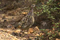 Dendroperdix sephaena