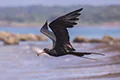 Fregata magnificens