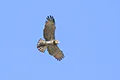 Circaetus gallicus