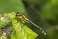Gomphus vulgatissimus