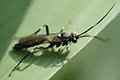 Ichneumonoidea