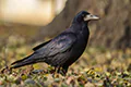 Corvus frugilegus