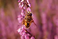 Eristalis tenax