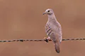 Columbina talpacoti