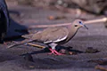 Zenaida asiatica