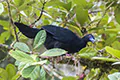 Chamaepetes unicolor