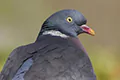 Columba palumbus