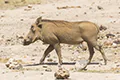 Phacochoerus africanus