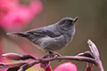 Diglossa plumbea
