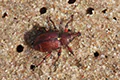 Hylobius transversovittatus
