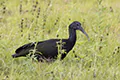Mesembrinibis cayennensis