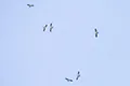 Elanoides forficatus