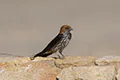 Cecropis abyssinica