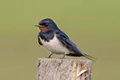 Hirundo rustica
