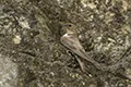 Ptyonoprogne rupestris