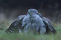 Accipiter gentilis