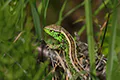 Lacerta agilis