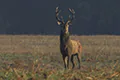 Cervus elaphus