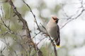 Bombycilla garrulus