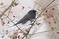 Junco hyemalis