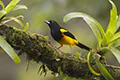 Icterus prosthemelas