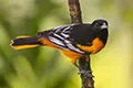 Icterus galbula
