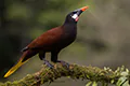 Psarocolius montezuma