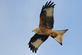 Milvus milvus