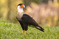 Caracara cheriway