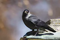 Corvus monedula