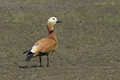 Tadorna ferruginea