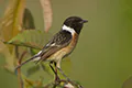 Saxicola rubicola