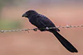 Crotophaga sulcirostris