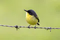 Todirostrum cinereum