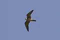 Falco subbuteo