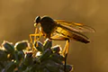 Rhagio tringarius