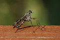 Rhagio scolopaceus