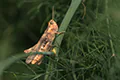 Chorthippus biguttulus