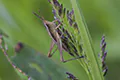 Chorthippus albomarginatus