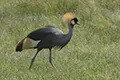 Balearica regolorum