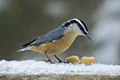 Sitta canadensis