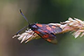 Zygaena trifolii