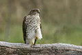 Accipiter nisus