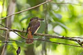 Onychorhynchus coronatus